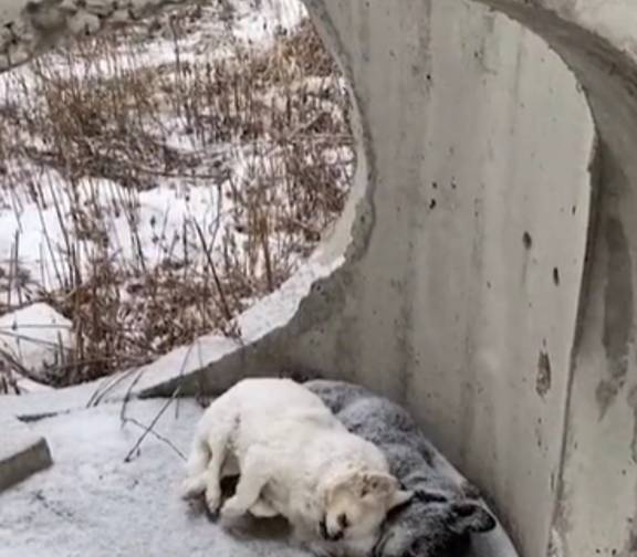 让人心疼，吉林两只小狗依偎在雪中结