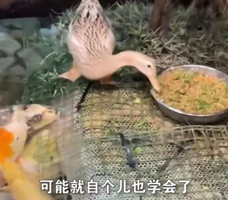 北京海洋馆回应鸭子喂鱼：不是表演，是